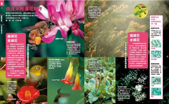 中小學生必讀科學常備用書1 NEW全彩圖解觀念生物