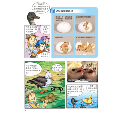科普知識漫畫 26 : 漫畫鳥類