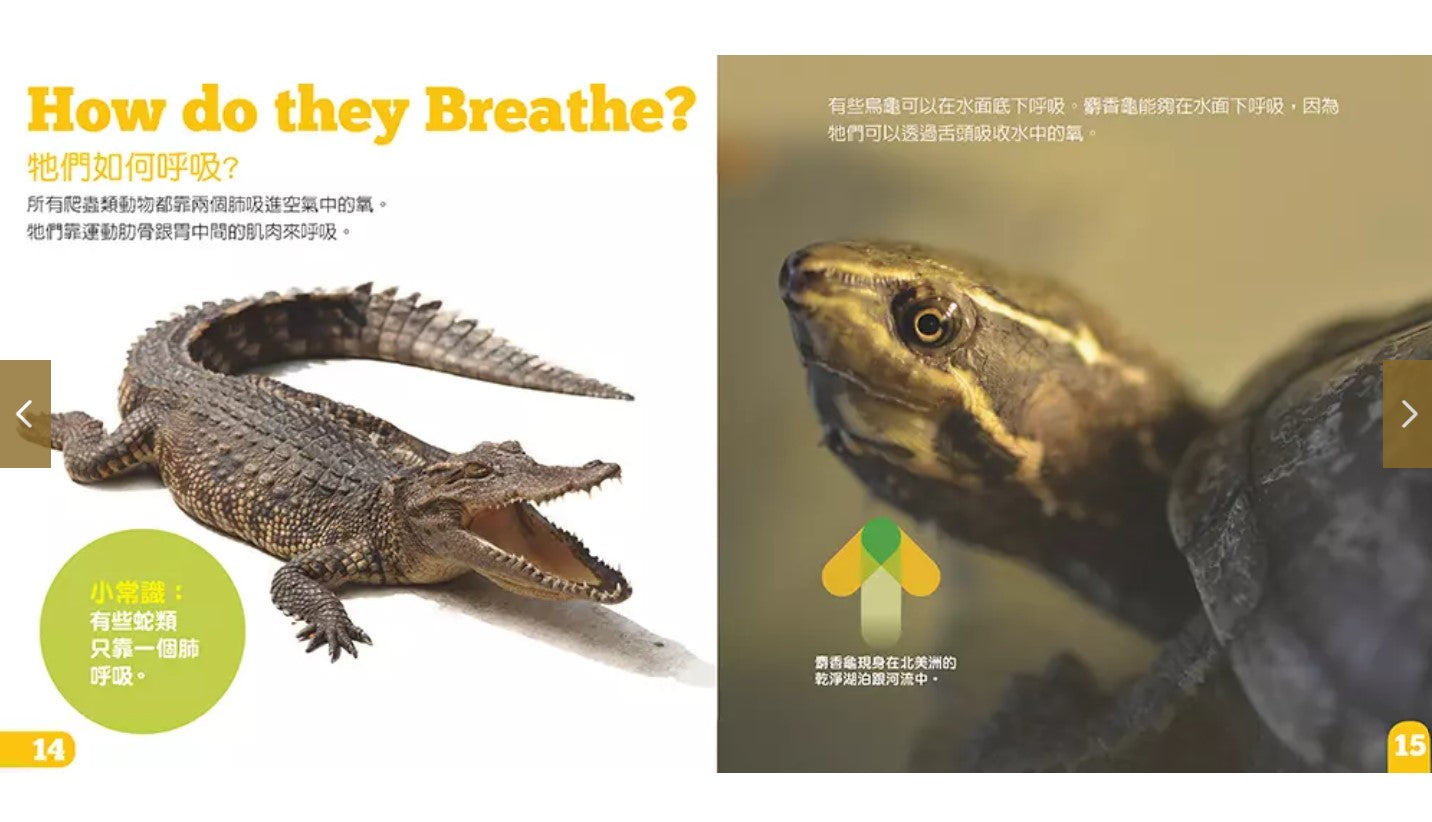 生物及棲息地系列:爬蟲類動物