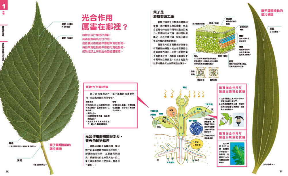 中小學生必讀科學常備用書1 NEW全彩圖解觀念生物