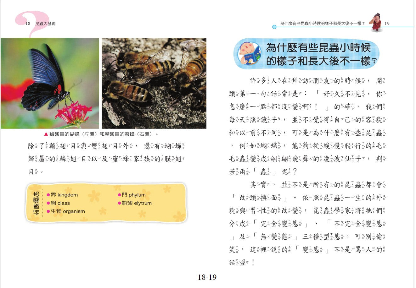 小小百科 5 : 發現昆蟲