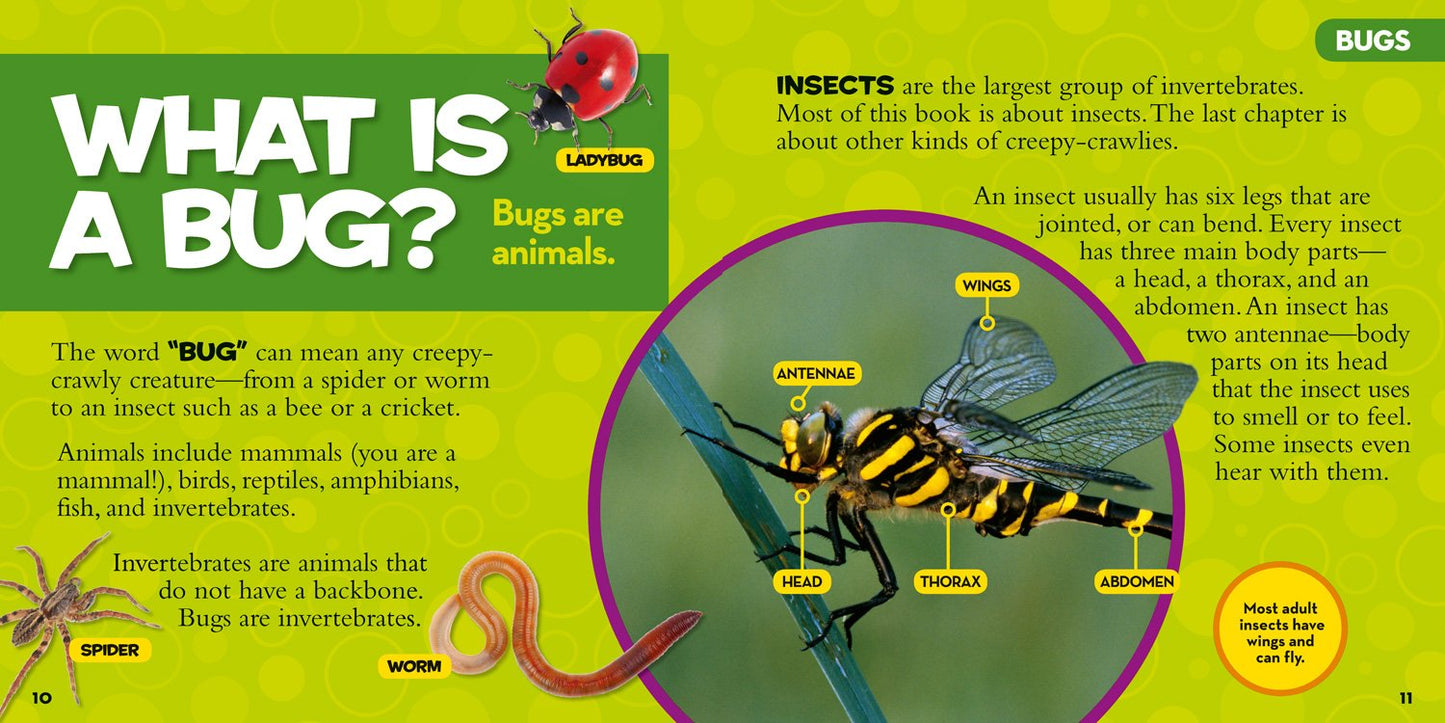 National Geographic Little Kids First Big Book of Bugs